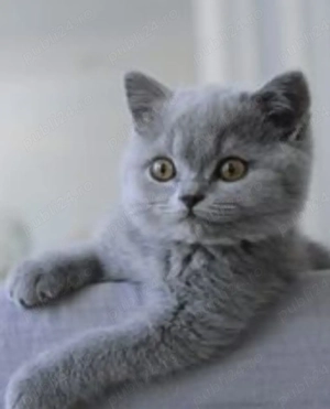 British Shorthair blue  - imagine 3
