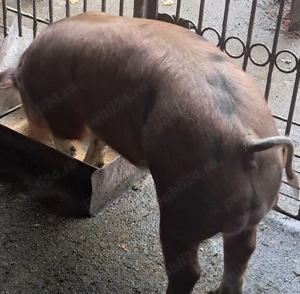 Vier disponibil - imagine 2