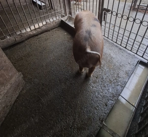 Vier disponibil - imagine 3