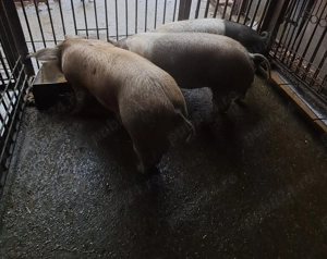 Scrofițe disponibile - imagine 2