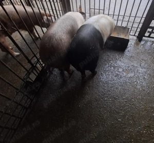 Scrofițe disponibile - imagine 4