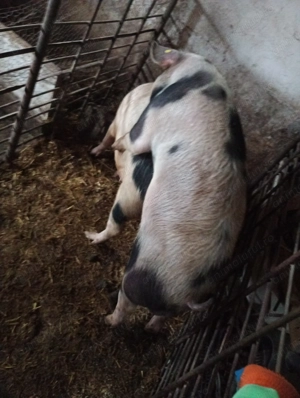 Vier disponibil pt monta  - imagine 2