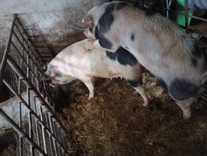 Vier disponibil pt monta  - imagine 3