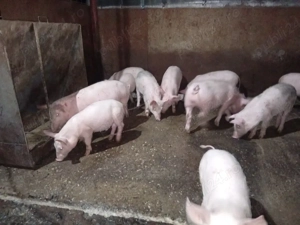 5 mascuri de 25-30 kg și purcei 9 săptămâni  - imagine 3