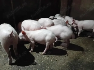 5 mascuri de 25-30 kg și purcei 9 săptămâni  - imagine 2