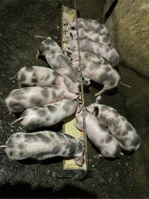 Purcei Petrean de vanzare- 10 saptamani