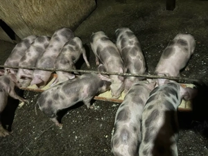 Purcei Petrean de vanzare- 10 saptamani - imagine 2