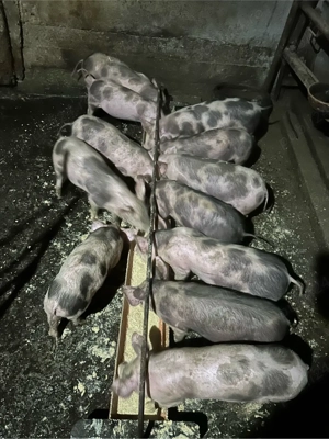 Purcei Petrean de vanzare- 10 saptamani - imagine 5