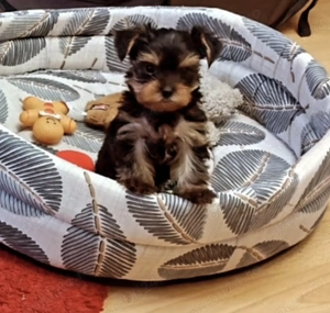 Pui yorshire mini toy