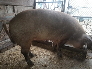 Porc duroc de vânzare Bihor  - imagine 2