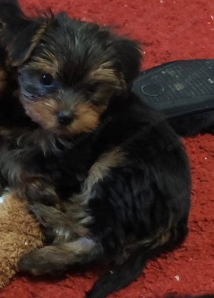 Pui yorshire mini toy - imagine 2