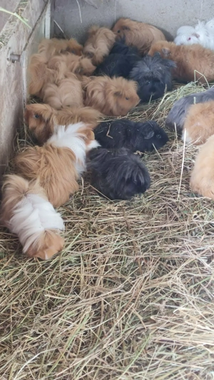 porcușori de guineea  - imagine 3