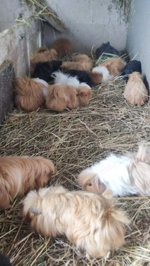 porcușori de guineea  - imagine 2