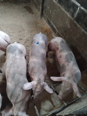 Soldaniiii - imagine 3