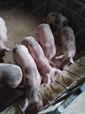 Soldaniiii - imagine 2