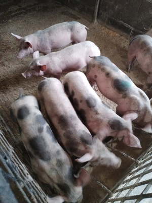 Soldaniiii - imagine 5