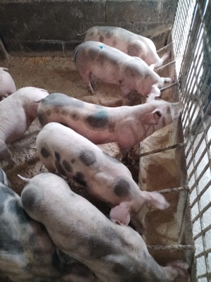 Soldaniiii - imagine 4