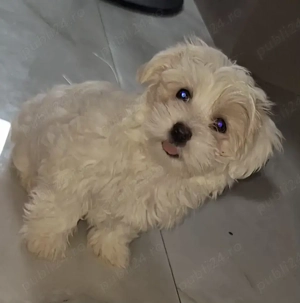 Cauta casa noua Bichon