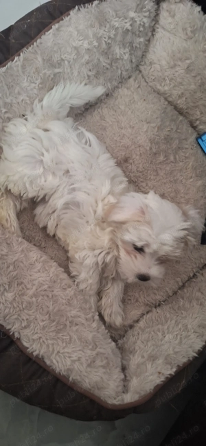 Cauta casa noua Bichon - imagine 2