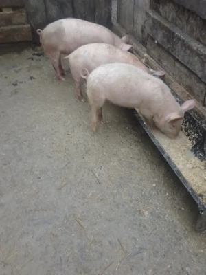 de vanzare 3 grasuni  - imagine 2