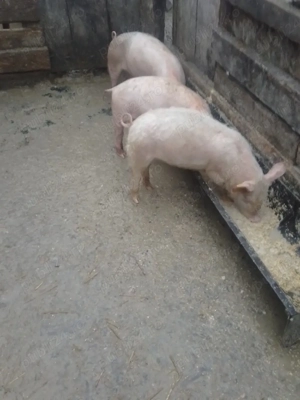 de vanzare 3 grasuni  - imagine 3