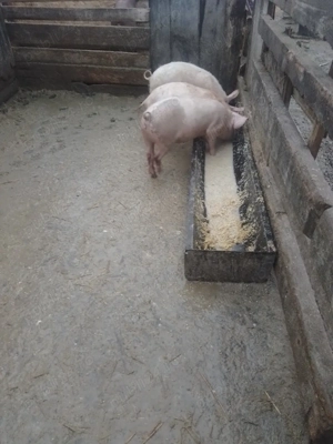 de vanzare 3 grasuni  - imagine 4