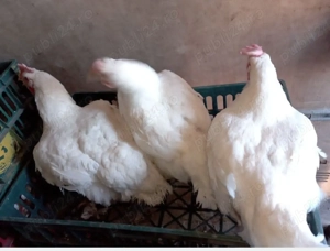 gaini albe de carne  - imagine 2