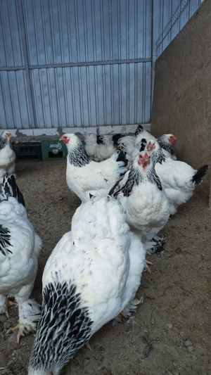 Pui și ouă pentru incubat - imagine 2