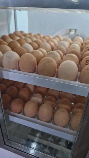 Pui și ouă pentru incubat