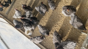 Pui și ouă pentru incubat - imagine 3