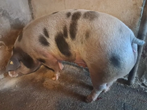 scroafa gestanta de 2 luni - imagine 2