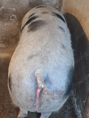 scroafa gestanta de 2 luni - imagine 3