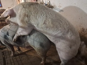 scroafa gestanta de 2 luni - imagine 5