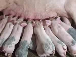 vand scroafa cu purcei