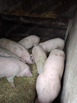 scrofite  marele alb - imagine 2