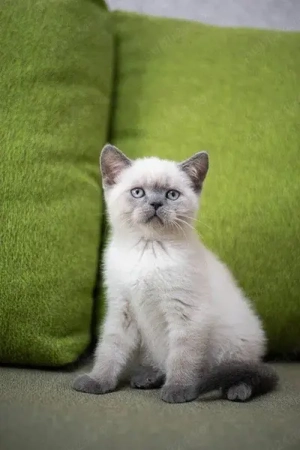 british Shorthair  - imagine 2