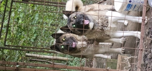 American Akita pereche, deosebit de frumosi - imagine 2