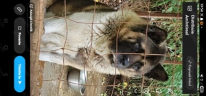 American Akita pereche, deosebit de frumosi - imagine 4