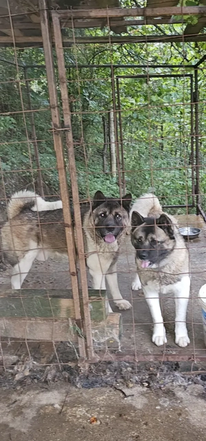 American Akita pereche, deosebit de frumosi