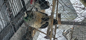 vând păuni pereche sau separatsi orumbei albi deosebit de frumosi 