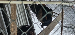 vând păuni pereche sau separatsi orumbei albi deosebit de frumosi  - imagine 2