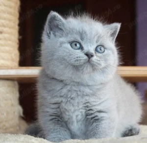 British Shorthair blue  - imagine 2