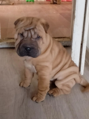 Cățeluși sharpei  - imagine 3