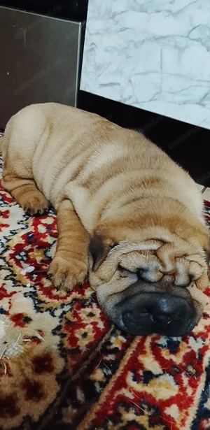 Cățeluși sharpei  - imagine 5