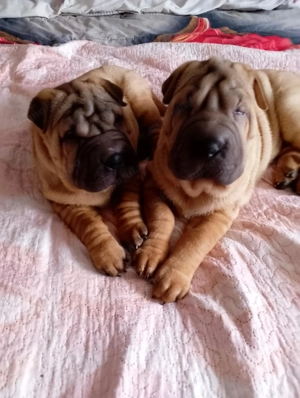Cățeluși sharpei  - imagine 2