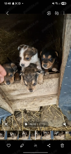 catei de vanatoare - imagine 2