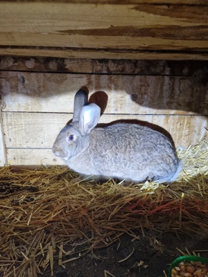 femelea uriasi german - imagine 2