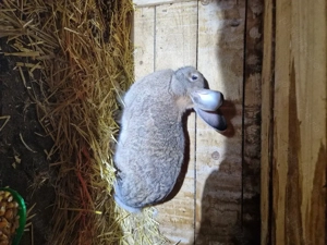 femelea uriasi german