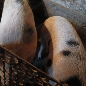 Porci de vanzare 