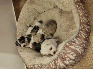 Vând căței Bischoni  - imagine 4